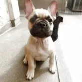 フレンチブルドッグ【兵庫県・男の子・2025年2月23日・フォーン】の写真1