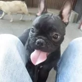 フレンチブルドッグ