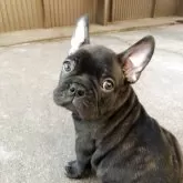 フレンチブルドッグ