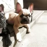 フレンチブルドッグ【兵庫県・男の子・2025年2月23日・フォーン】の写真2