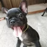 フレンチブルドッグ【兵庫県・女の子・2025年5月6日・ブリンドル】の写真3