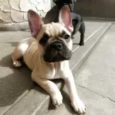 フレンチブルドッグ【兵庫県・男の子・2025年2月23日・フォーン】の写真6