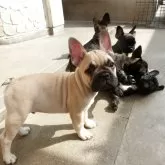 フレンチブルドッグ【兵庫県・男の子・2025年2月23日・フォーン】の写真8