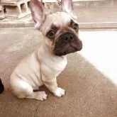 フレンチブルドッグ【兵庫県・男の子・2025年2月23日・フォーン】の写真9