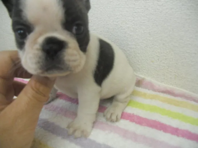 ID：1410-00860の子犬