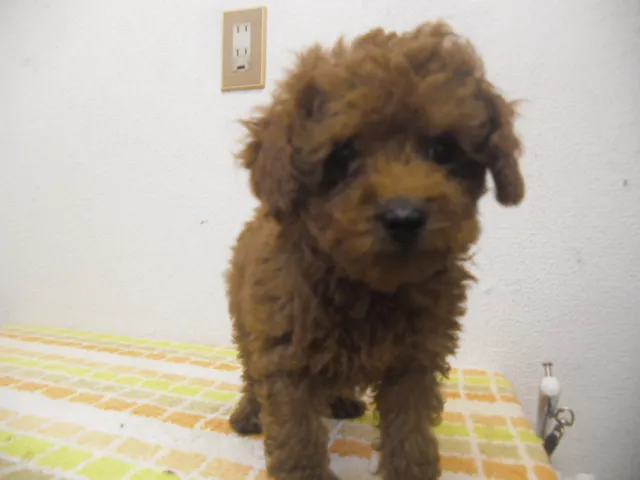 ID：1605-01077の子犬