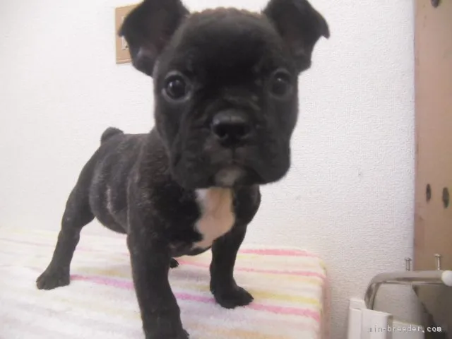 ID：1701-00930の子犬