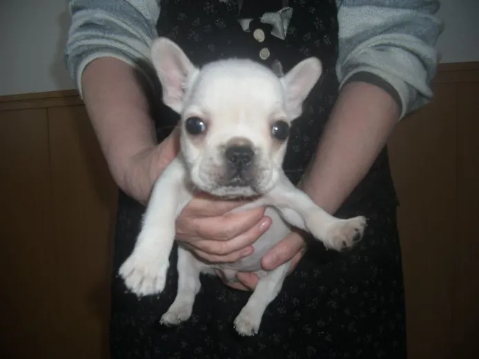 ID：1403-00347の子犬