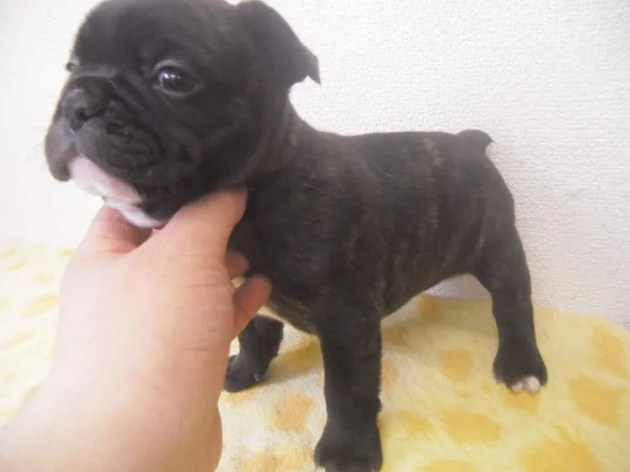 ID：1405-00869の子犬