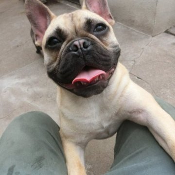 フレンチブルドッグ【兵庫県・男の子・2022年5月10日・フォーン】の写真「混合ワクチン代無料」