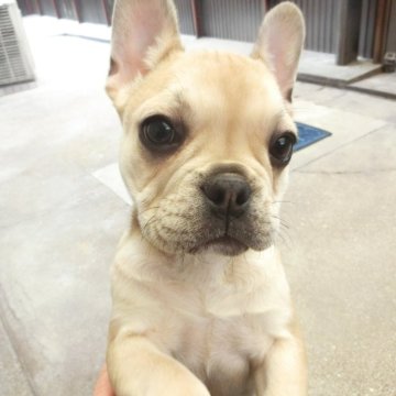 フレンチブルドッグ【兵庫県・女の子・2023年11月13日・クリーム】の写真「目のぱっちりしたかわいい顔　」