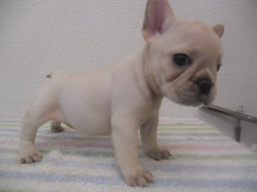 フレンチブルドッグ【兵庫県・女の子・2015年6月18日・クリーム】の写真「白に近いクリーム」