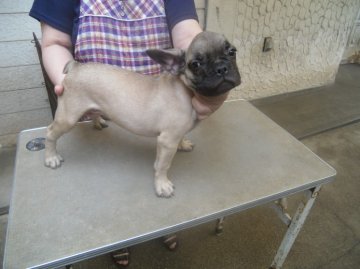 フレンチブルドッグ【兵庫県・男の子・2012年6月28日・フォーン】の写真「」