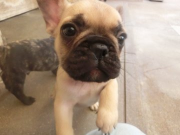 フレンチブルドッグ【兵庫県・男の子・2021年4月27日・フオーン】の写真「おっとりしていて飼いやすいと思います」