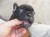 フレンチブルドッグ【兵庫県・男の子・2016年3月27日・ブリンドル】の写真4