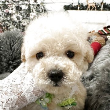 タイニープードル【広島県・男の子・2025年10月14日・クリーム】の写真「ふわふわの優しい毛色」