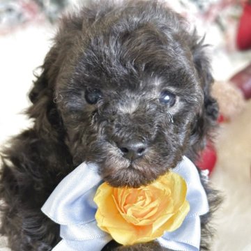 トイプードル(タイニー)【広島県・男の子・2025年10月10日・シルバー】の写真「タイニーサイズ毛量ありトイプードル専門」