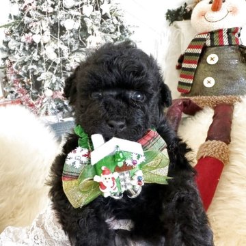 トイプードル(タイニー)【広島県・男の子・2025年10月10日・シルバー】の写真「タイニーサイズ毛量ありトイプードル専門」