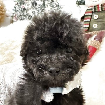 タイニープードル【広島県・男の子・2025年10月10日・シルバー】の写真「タイニーサイズなんでも興味ありの冒険家」
