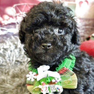 トイプードル(タイニー)【広島県・男の子・2025年10月10日・シルバー】の写真「タイニーサイズ毛量ありトイプードル専門」