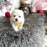 タイニープードル