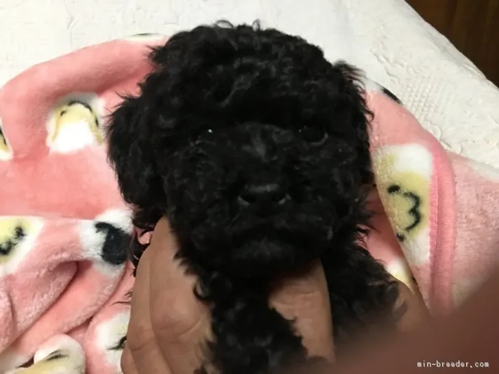 ID：1704-01980の子犬