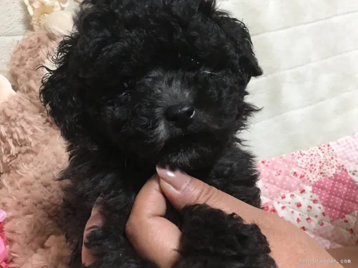 ID：1710-02288の子犬