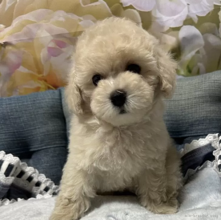 ID:2408-05738の子犬