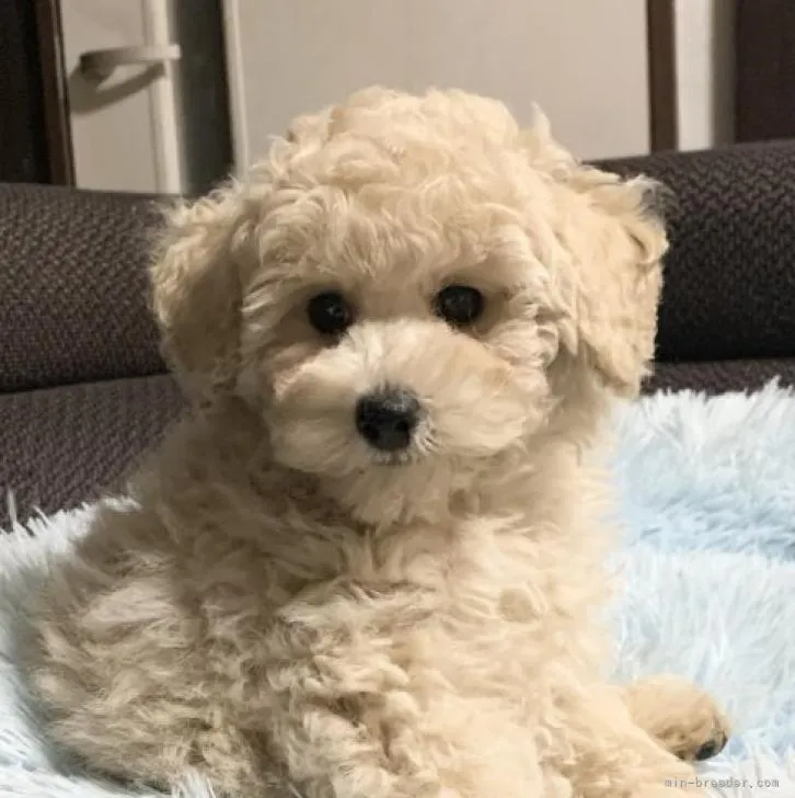 keiko 様のお迎えした子犬