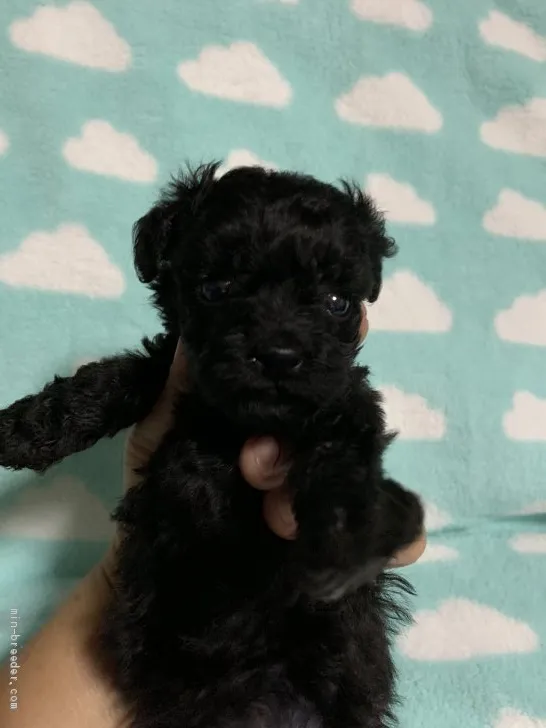 ID：1909-01041の子犬