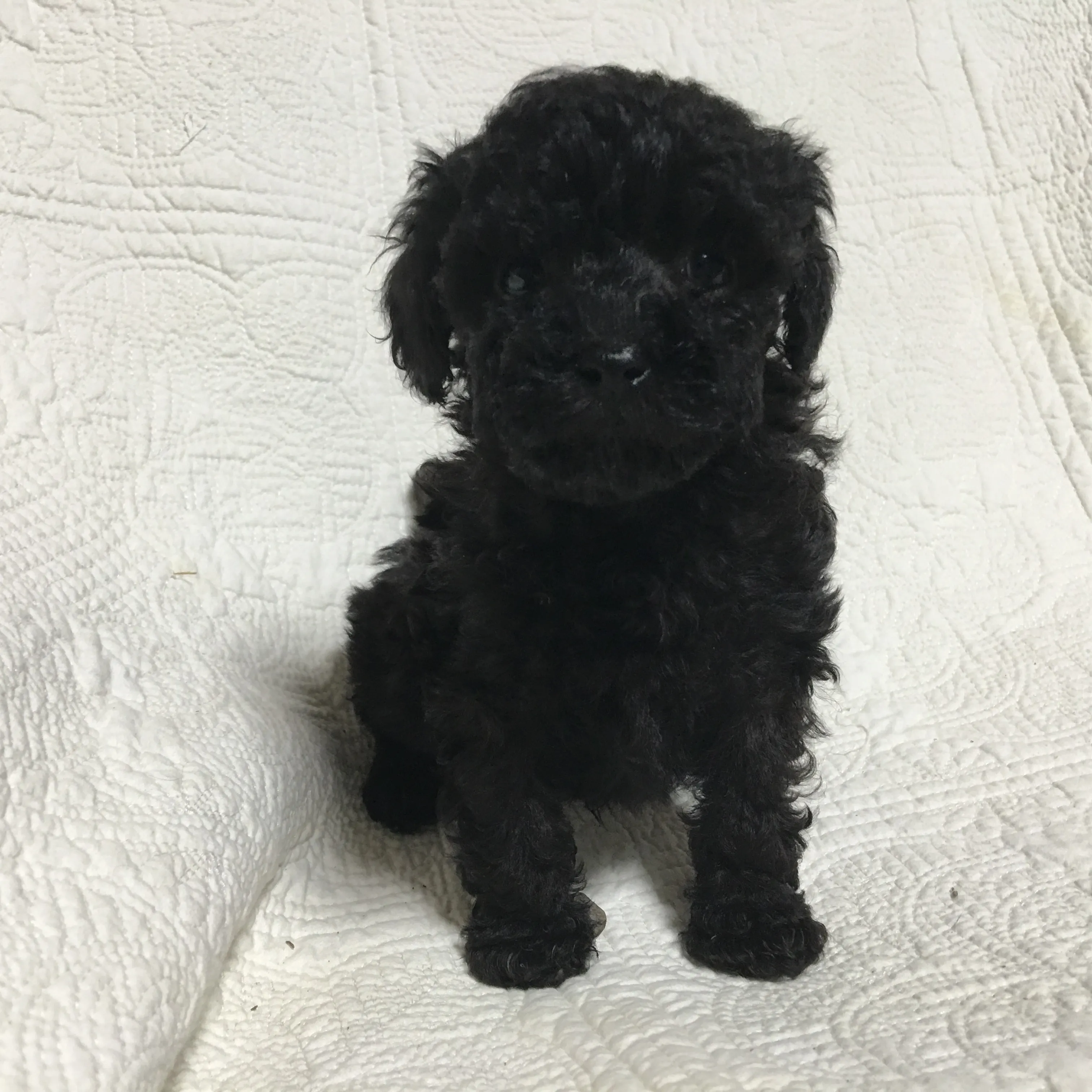 ID:1604-01233の子犬