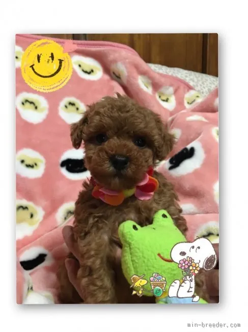 ID:1602-01306の子犬