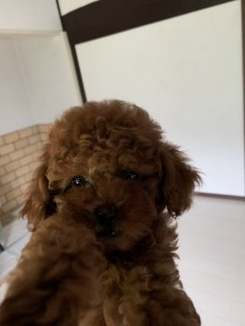 トイプードル(タイニー)【広島県・女の子・2019年7月2日・レッド】の写真「大好きアピールがすごい人間大好き」