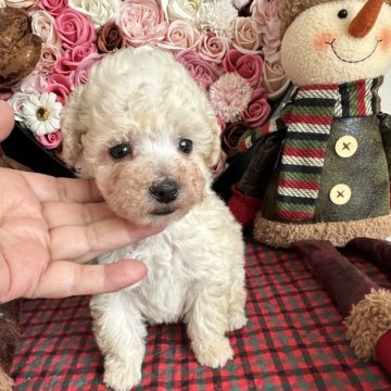 トイプードル(ティーカップ)【広島県・男の子・2023年11月12日・クリーム】の写真「癒しパワーありあり」