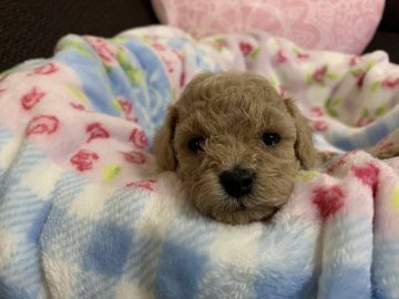 トイプードル(タイニー)【広島県・女の子・2020年8月18日・カフェオレ】の写真「柔らかい優しいお顔❀︎.(*´▽︎`*)❀︎.」