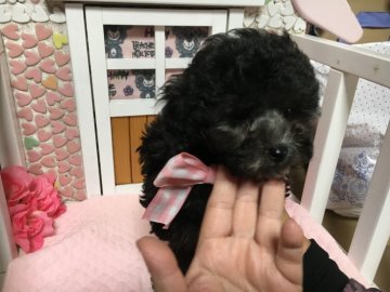 トイプードル(ティーカップ)【広島県・男の子・2017年10月2日・シルバー】の写真「兄弟で一番小さな子です」