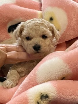トイプードル(タイニー)【広島県・女の子・2021年9月25日・クリーム】の写真「タイニー小さめ、お目めくりくり」