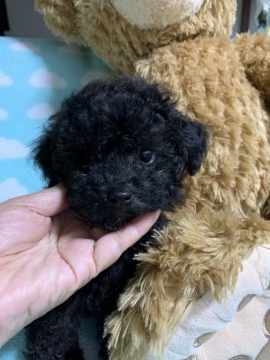 トイプードル(ティーカップ)【広島県・女の子・2019年4月25日・ブラック】の写真「私が一番可愛いのよ自己アピール上手」
