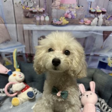 トイプードル(タイニー)【広島県・女の子・2024年6月23日・クリーム】の写真「おもちゃ大好きお嬢様」