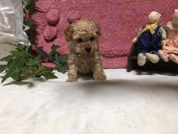 トイプードル(タイニー)【広島県・男の子・2018年2月12日・アプリコット】の写真「優しいお顔の綺麗なお顔」