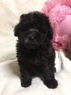 トイプードル(タイニー)【広島県・男の子・2018年4月7日・シルバー】の写真「CH直子★母子ともに血統抜群」
