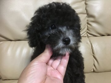 トイプードル(タイニー)【広島県・男の子・2018年4月7日・シルバー】の写真「毛量多くて(*・н・)o彡°もっふもふ！」