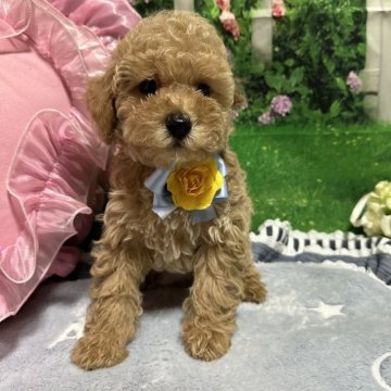トイプードル(タイニー)【広島県・男の子・2024年4月11日・カフェオレ】の写真「可愛い綺麗なイケメン」