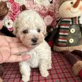ティーカッププードル【広島県・男の子・2023年11月12日・クリーム】の写真1「優しい目が魅力的」