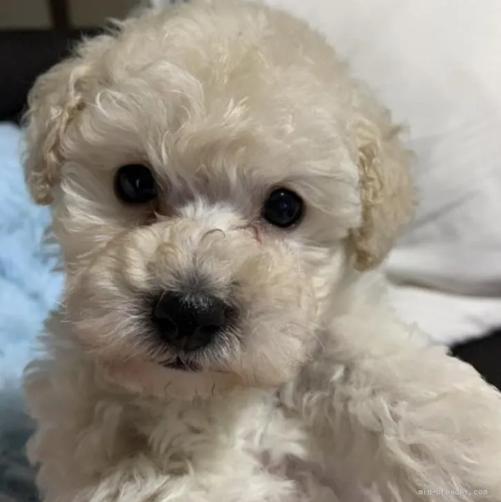 ID：2205-03125の子犬