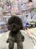 トイプードル(トイ)【広島県・男の子・2024年6月23日・ブラック】の写真3「抱っこ好きの犬、人、大好き」