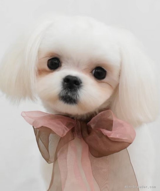 鈴木純子ブリーダー