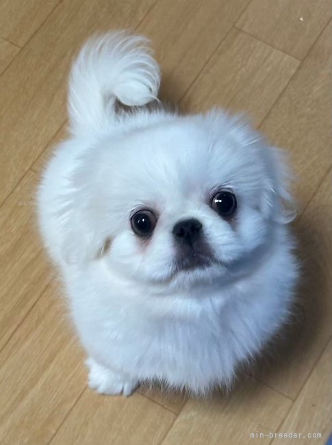 鈴木　純子(すずき　じゅんこ)ブリーダー(神奈川県・マルチーズなど・JKC/AID（仔犬に付随します）登録)の紹介写真9