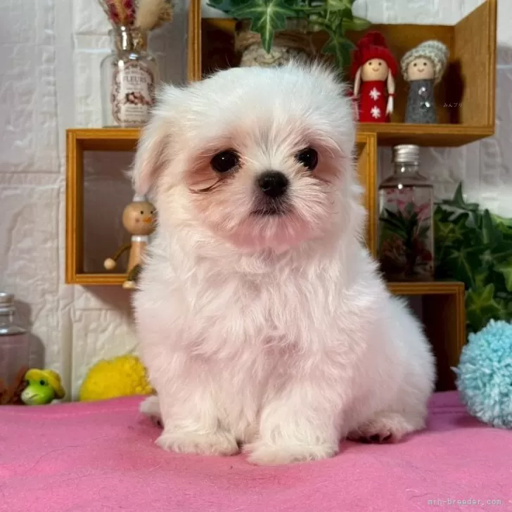 ID:2508-06989の子犬