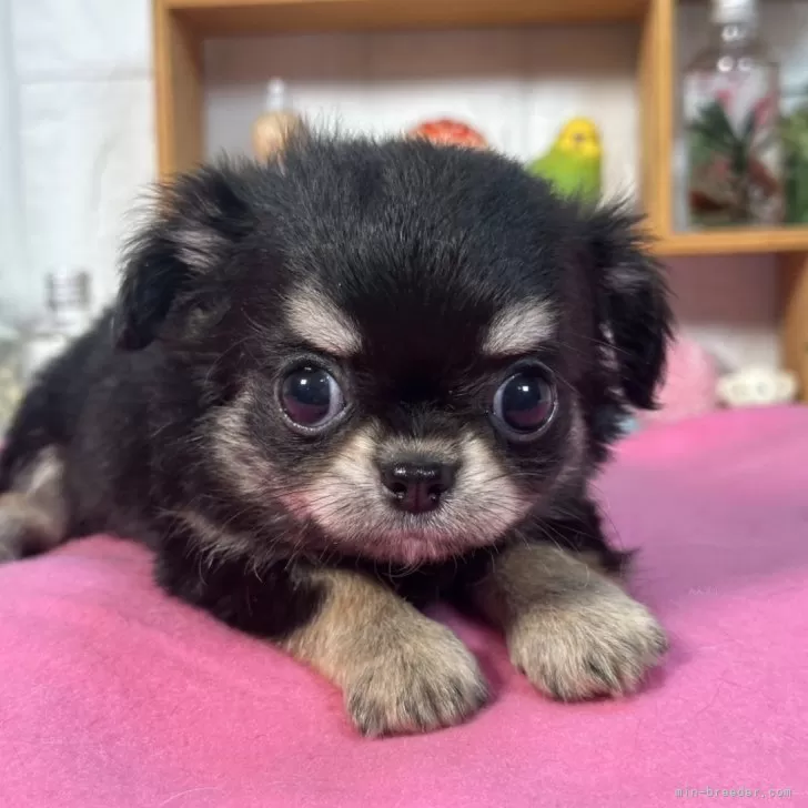 ID：2505-05877の子犬